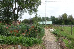 Köksträdgården i sensommarskrud med gångar av träflis.