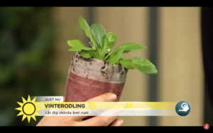 Närbild av vintersallat som Sara håller upp i Nyhetsmorgon.