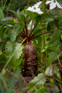 En rödbeta har vuxit ur jorden.