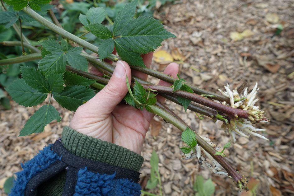 Propagating blackberries with tip layering Sara at Skillnaden's
