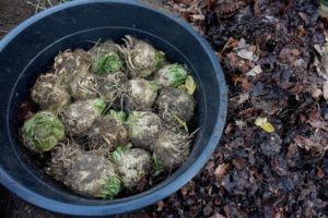 Närbild på krukan och ett fint lager rotselleri.