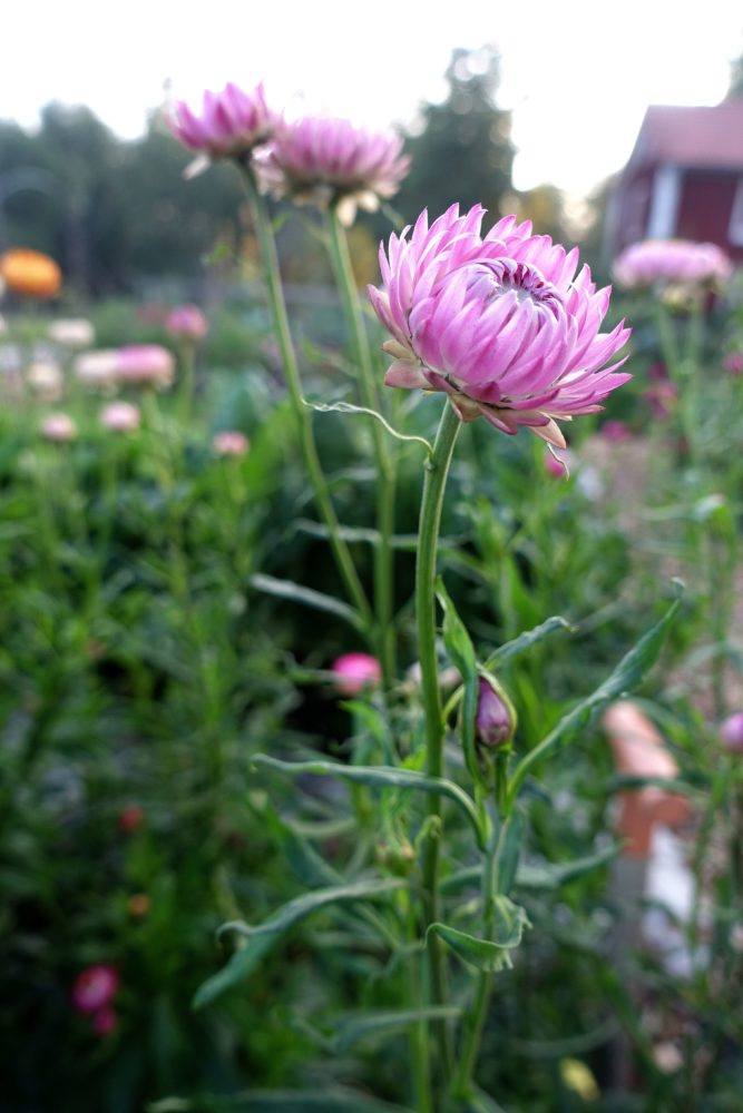 How to grow everlasting flowers Sara Bäckmo