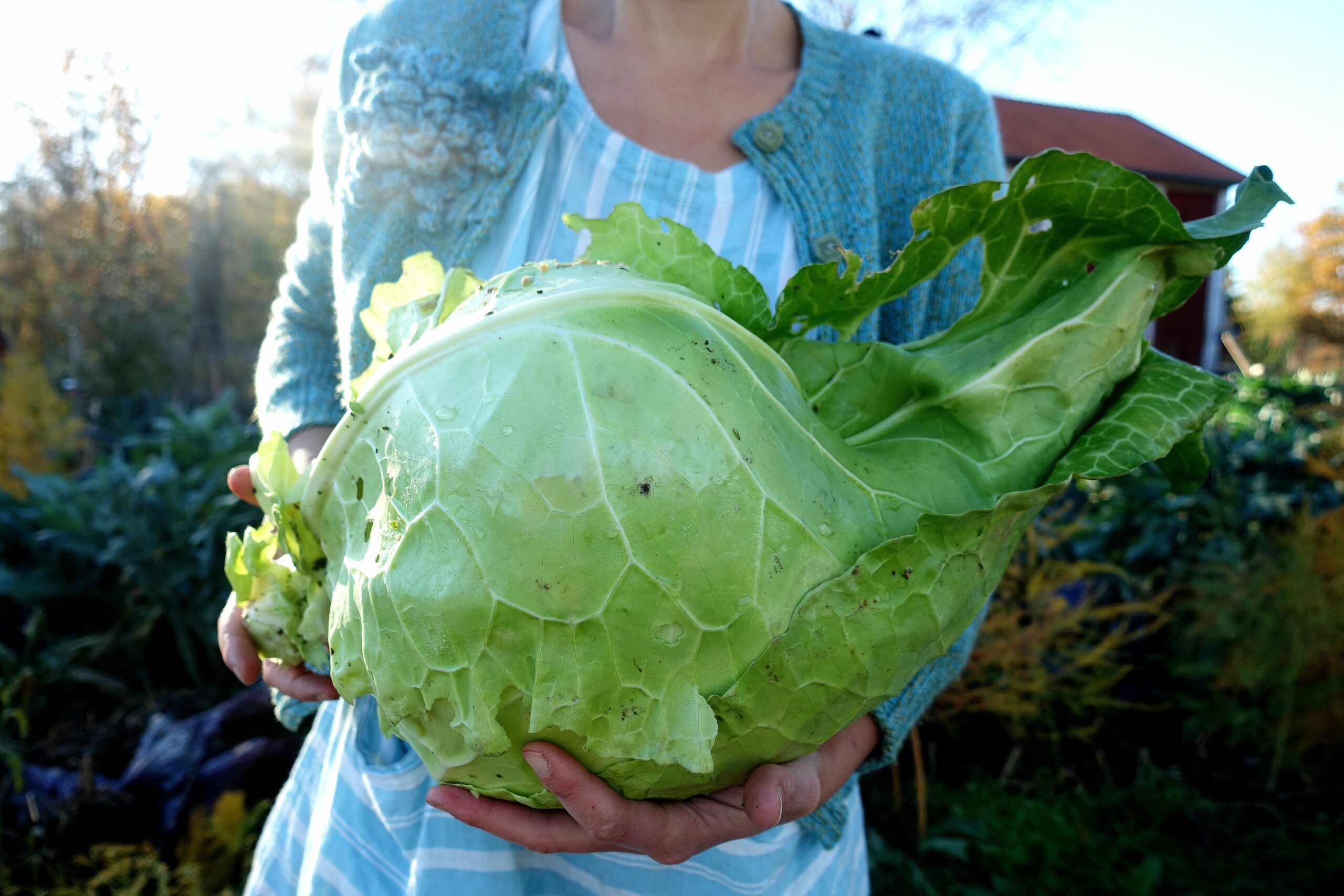 The Compost Chopper VS Head of Cabbage 