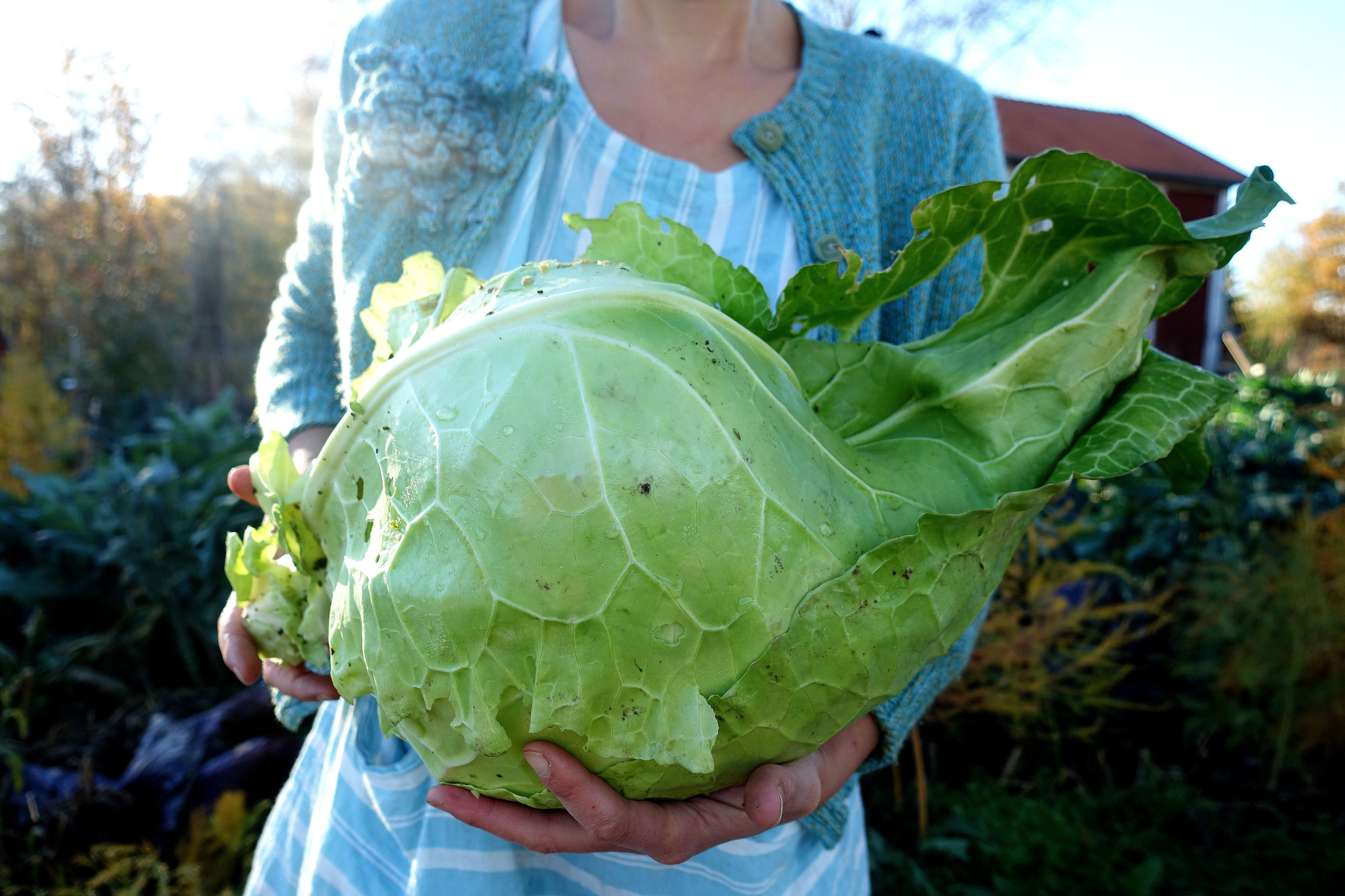 Sara håller ett nyskördat stort grönt kålhuvud i famnen. Pointed cabbage, a large cabbage head. 
