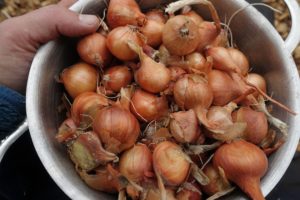 En hand håller en kastrull med små gula lökar.