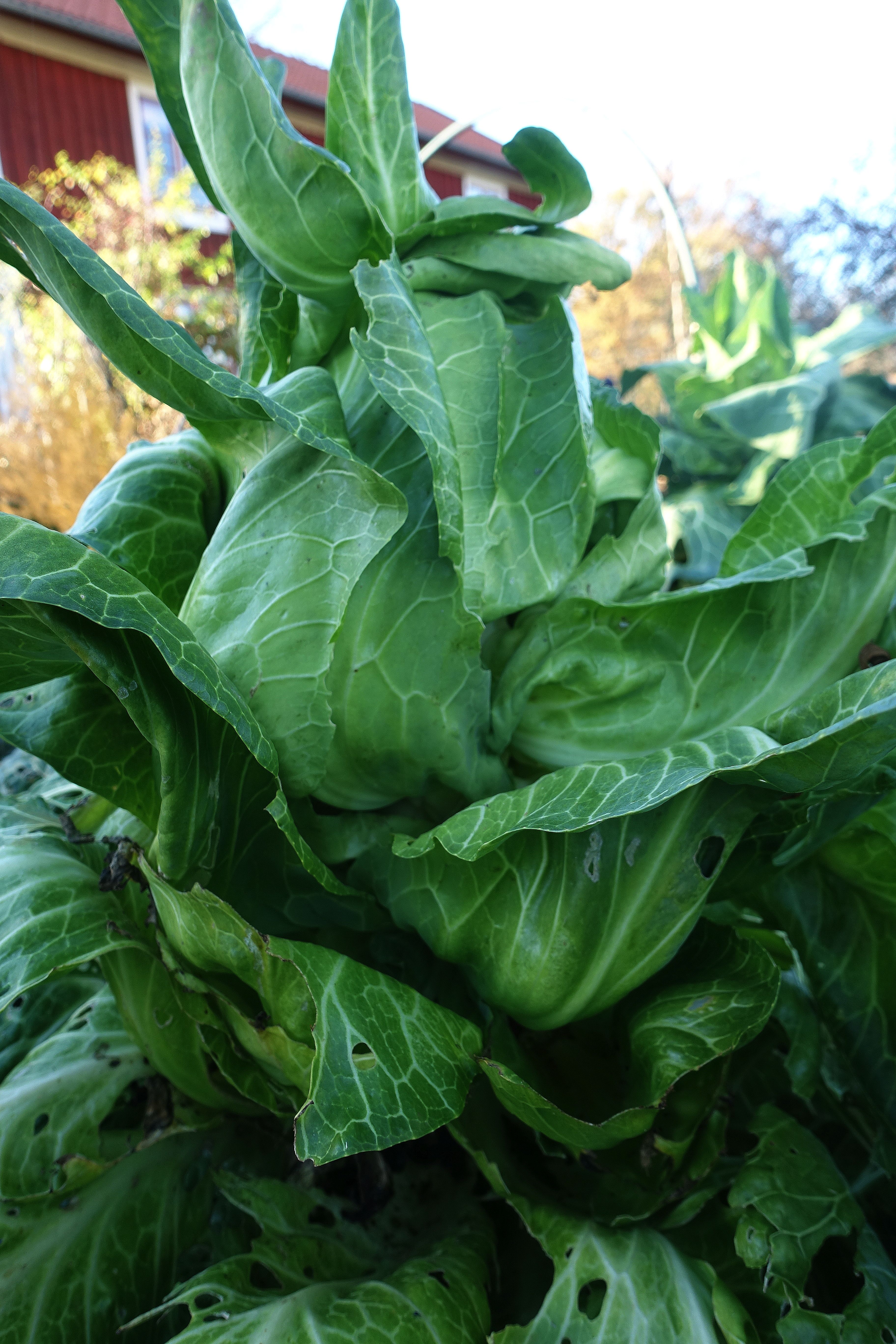 En reslig kålplanta med massor av gröna blad. Pointed cabbage, a large plant. 