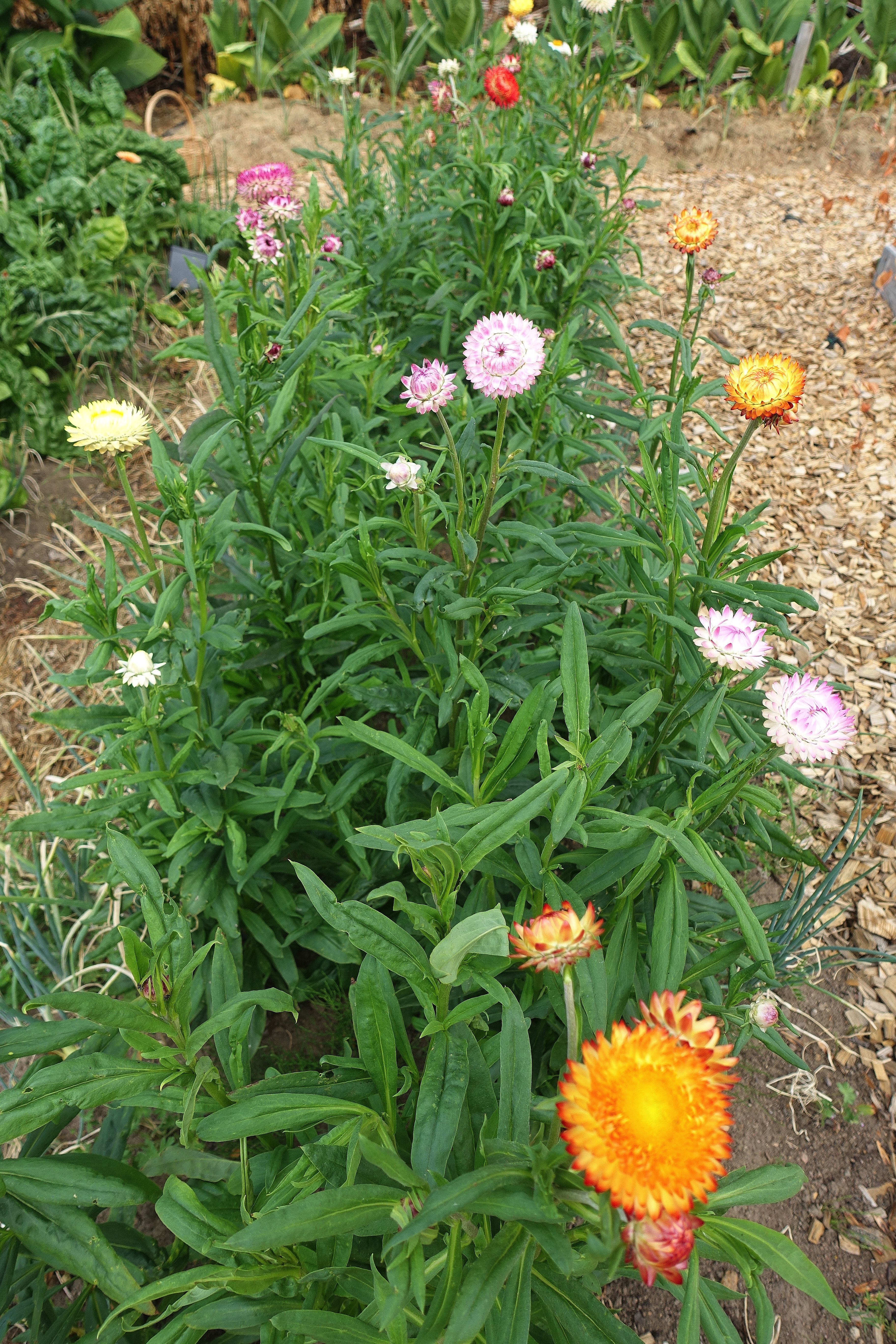 Bild på plantering med gröna växter med fägglada små blommor i toppen, de ser ut som bollar. The flower bed where I grow my everlasting flowers.