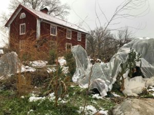 Saras trädgård med frost och grönsaker täckta med fiberduk.