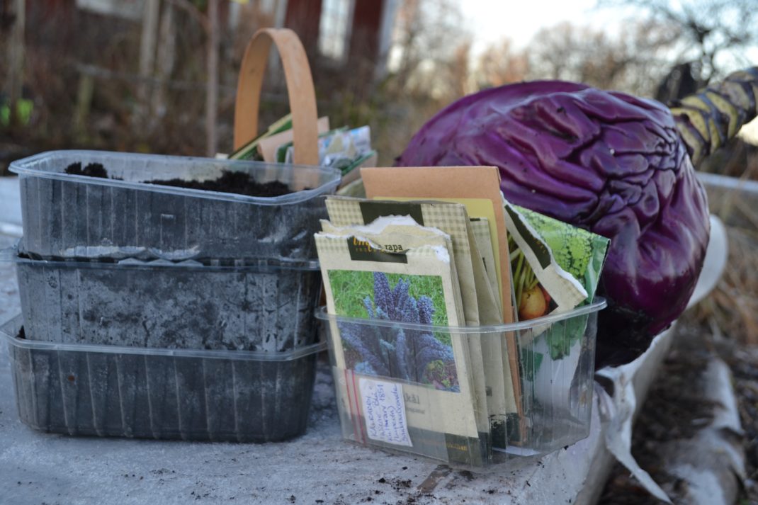 Tråg med jord och fröer ligger framför en läckert lila rödkål utomhus.