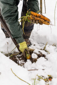 Morötter plockas upp ur snö.