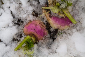 Fina ljsurosa och vita rovor under snön.