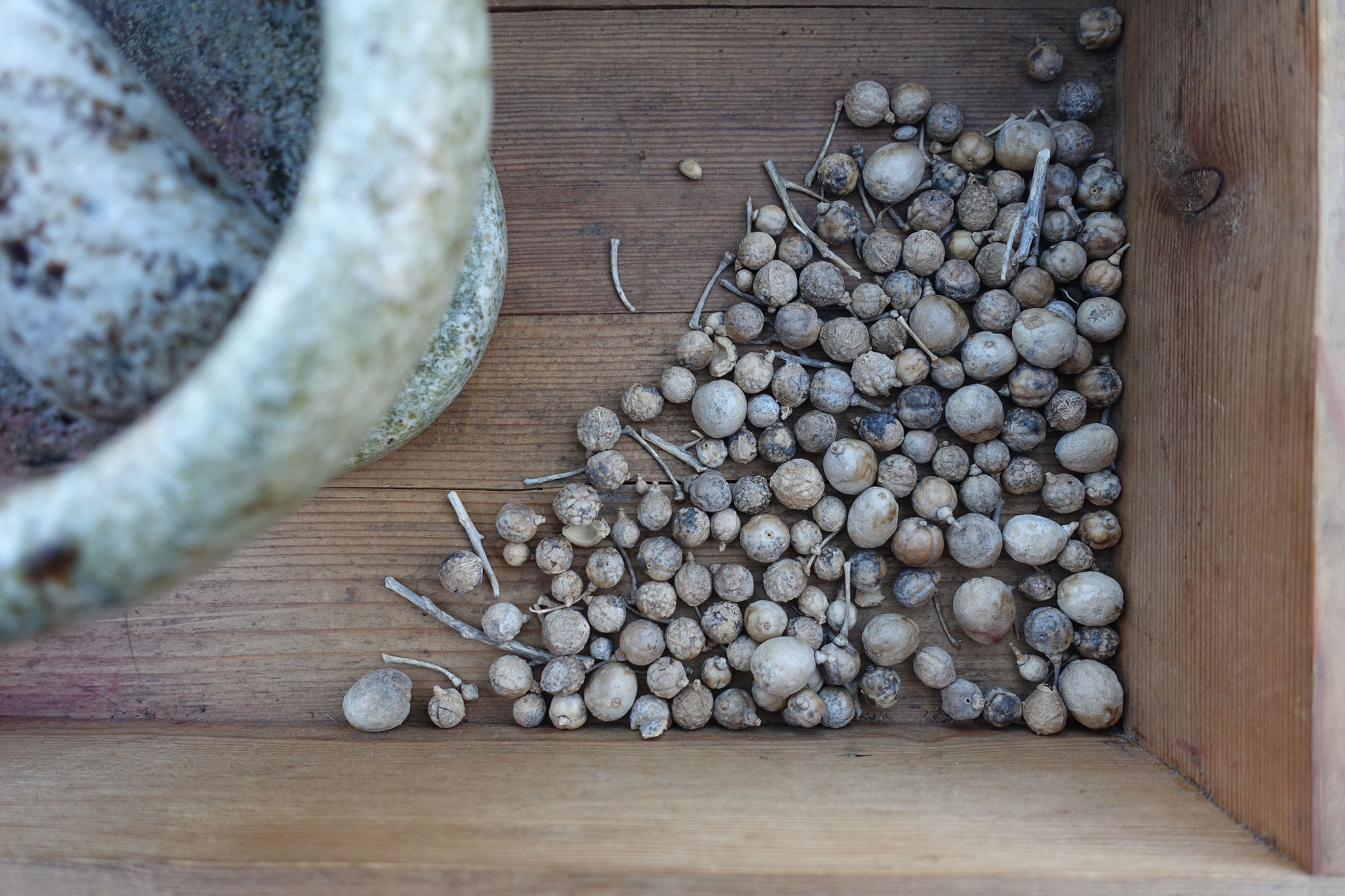 En brun trälåda med fröer och en mortel i. Growing sea kale, a brown box filled with seeds and a mortar. 