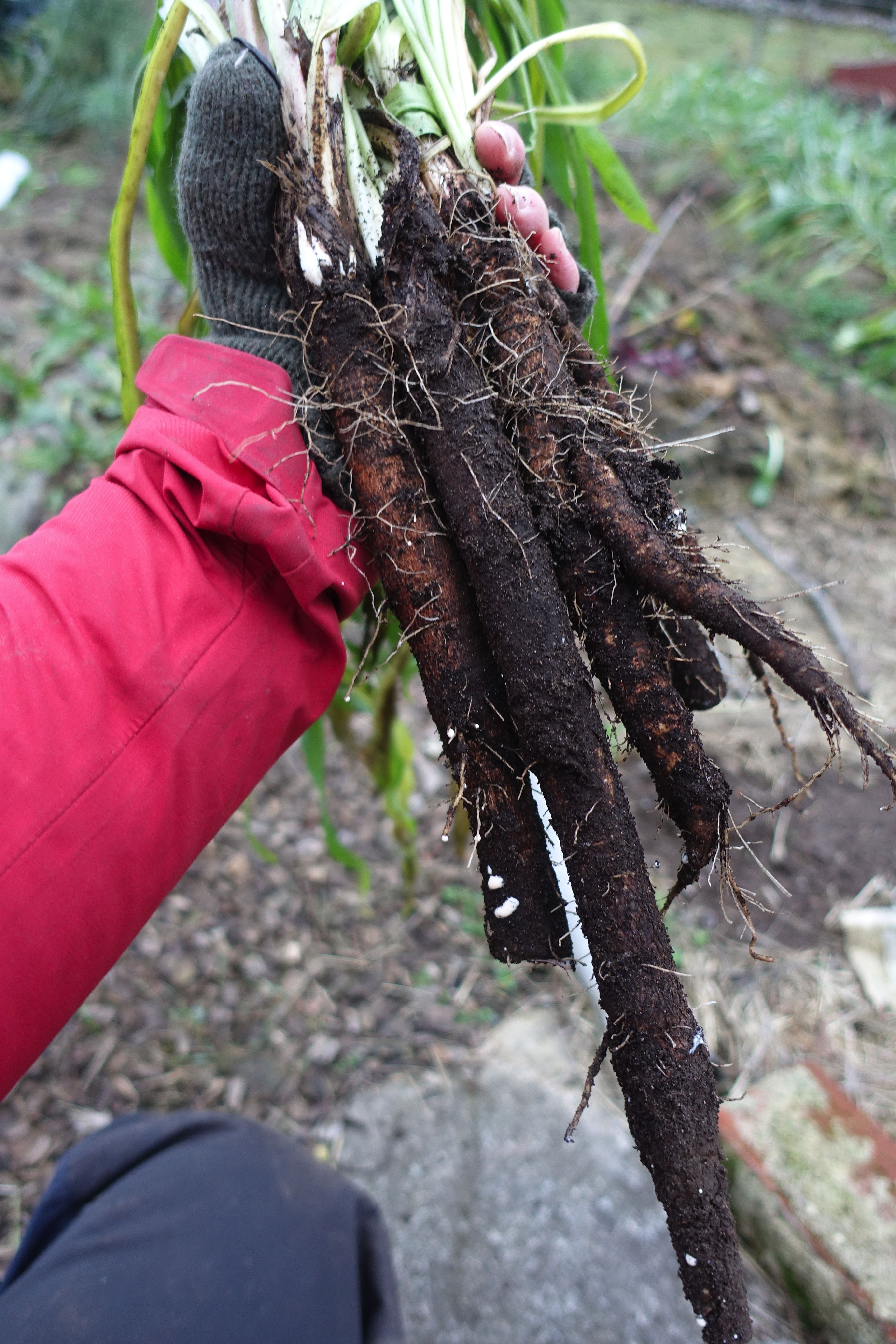 Sara håller ett stort knippe svartrötter i handen. Sara holding a bunch of black salsify roots in her hands. 
