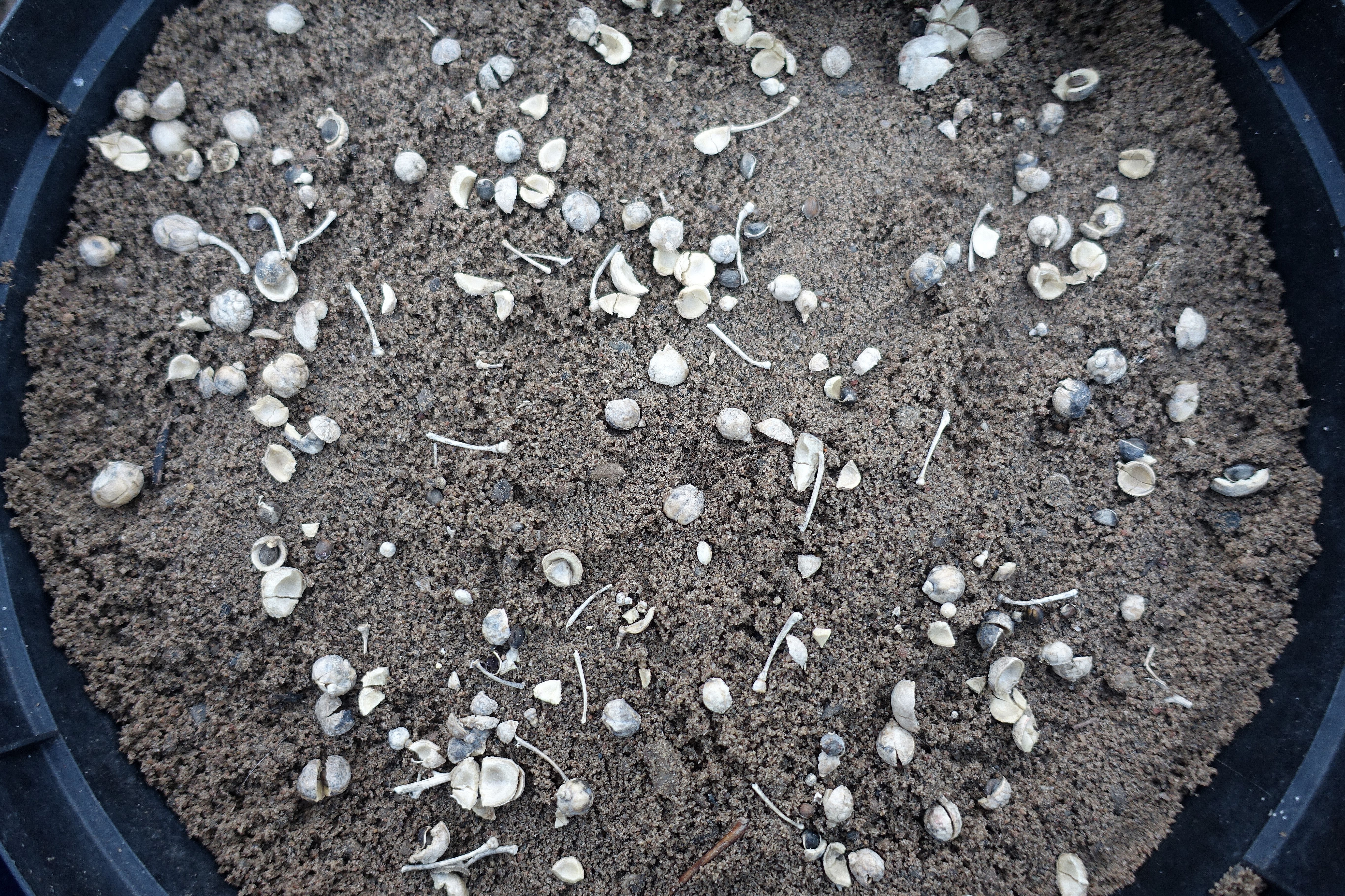 En kruka med sand sedd ovanifrån, med fröer som ligger tätt på jorden. A pot with sea kale seeds in the soil. 