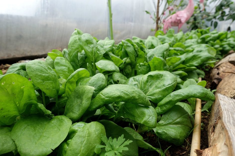  winter spinach care