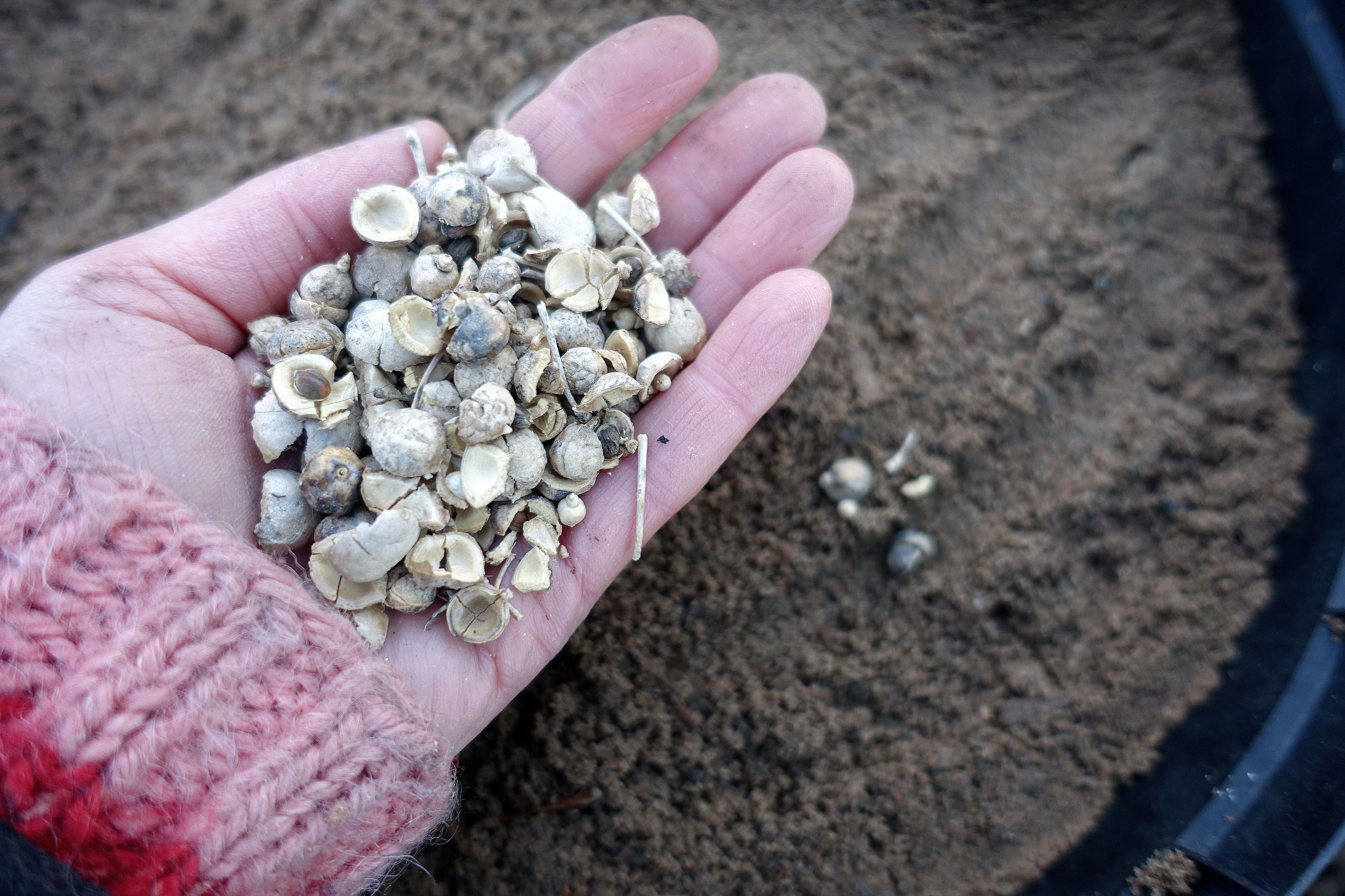 En hand håller fröer av strandkål över en kruka fylld med sand. Growing sea kale, seeds in a hand. 
