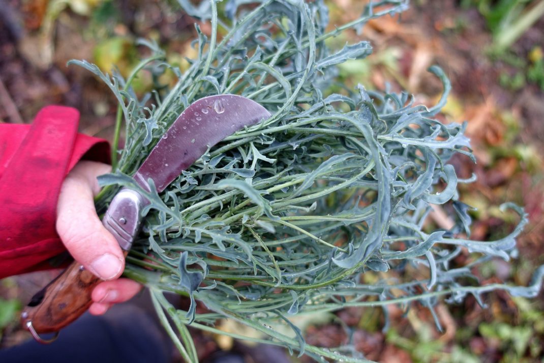 En hand håller ett stort knippe skördade blad och en skördekniv.