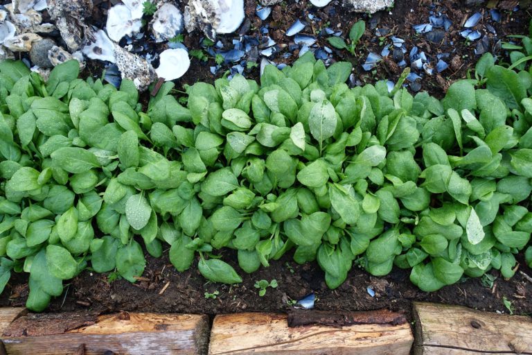 List of vegetables visual data 7