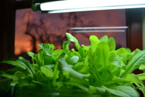Gröna blad står på tillväxt inomhus under en växtlampa.