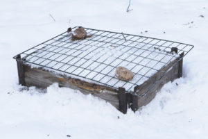 En färdigsådd pallkrage, täckt med snö och ett kompostgaller.