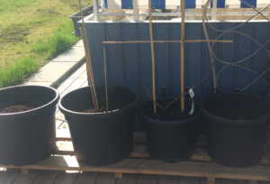 Stora krukor som står vid en blåmålad balkong.