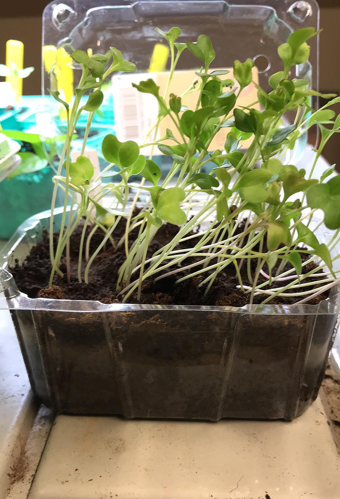 Ett såtråg fullproppat med taniga små plantor. Leggy plants in a trough.