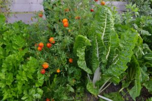 Gröna växter tätt tillsammans i en bädd.