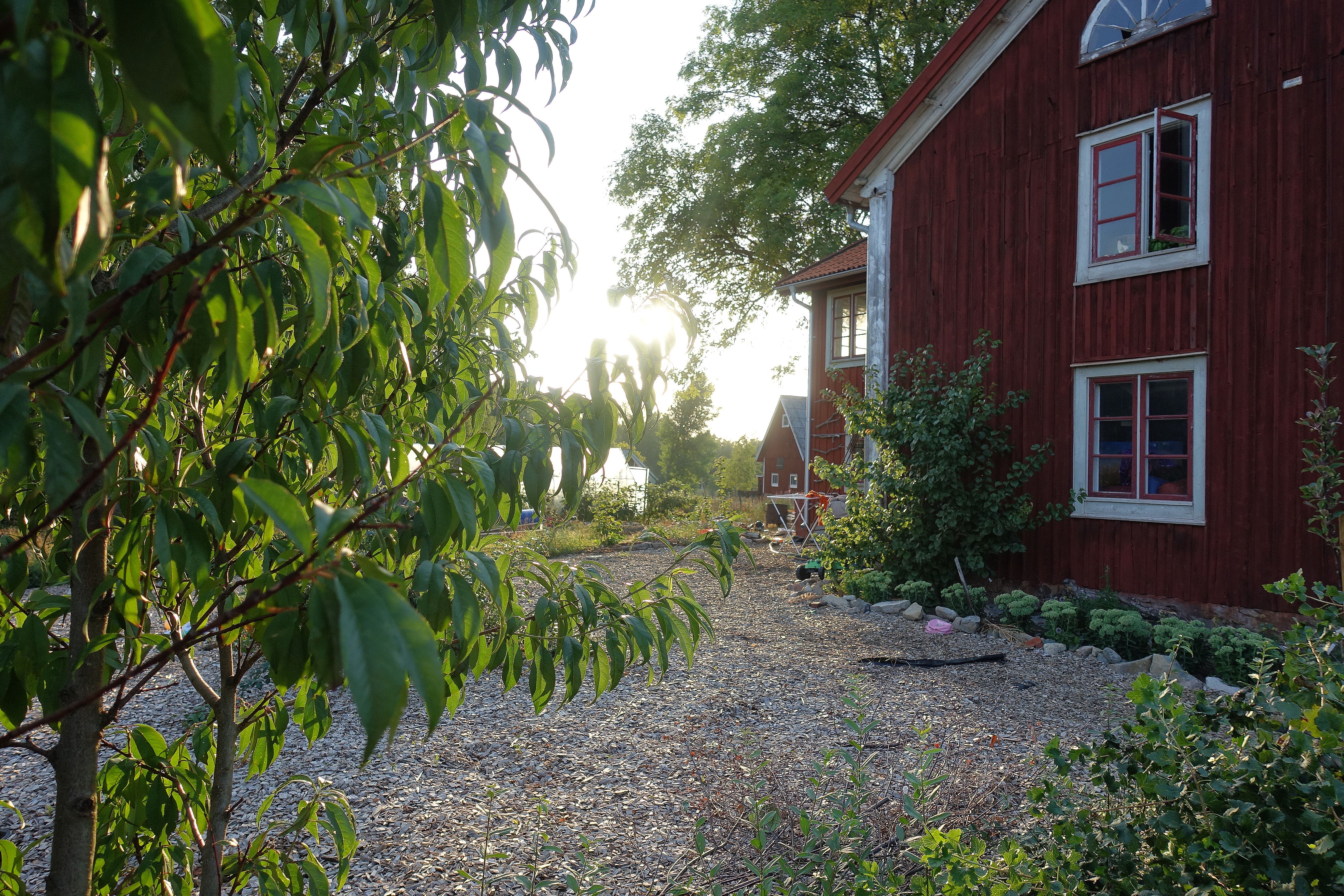 En bild från trädgården i solnedgång med ett grönt träd i förgrunden - ett persikoträd. Peach varieties, my garden in the sunset.