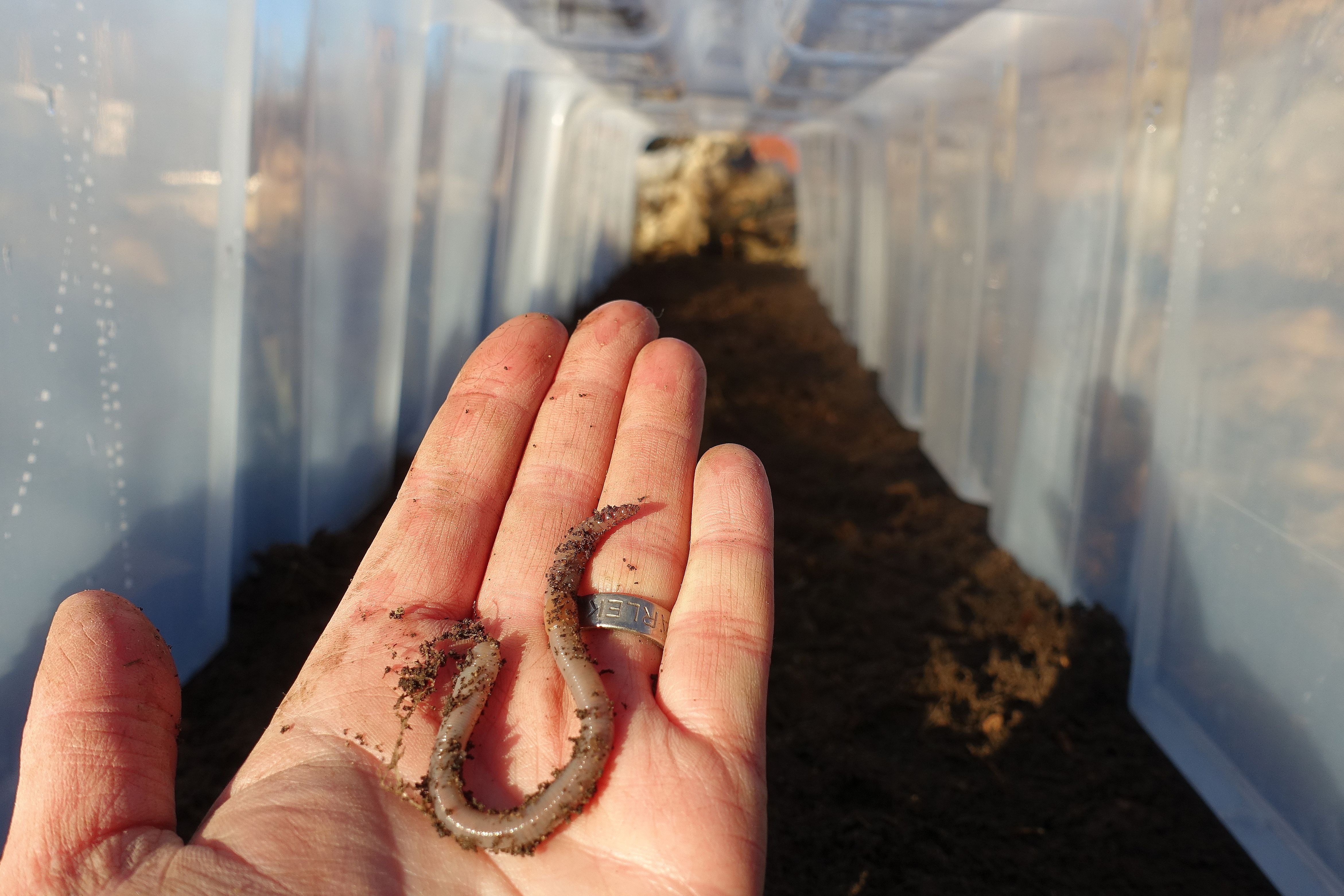 En hand håller i en mask ovanför jorden. Sowing spinach, a hand holding an earthworm. 
