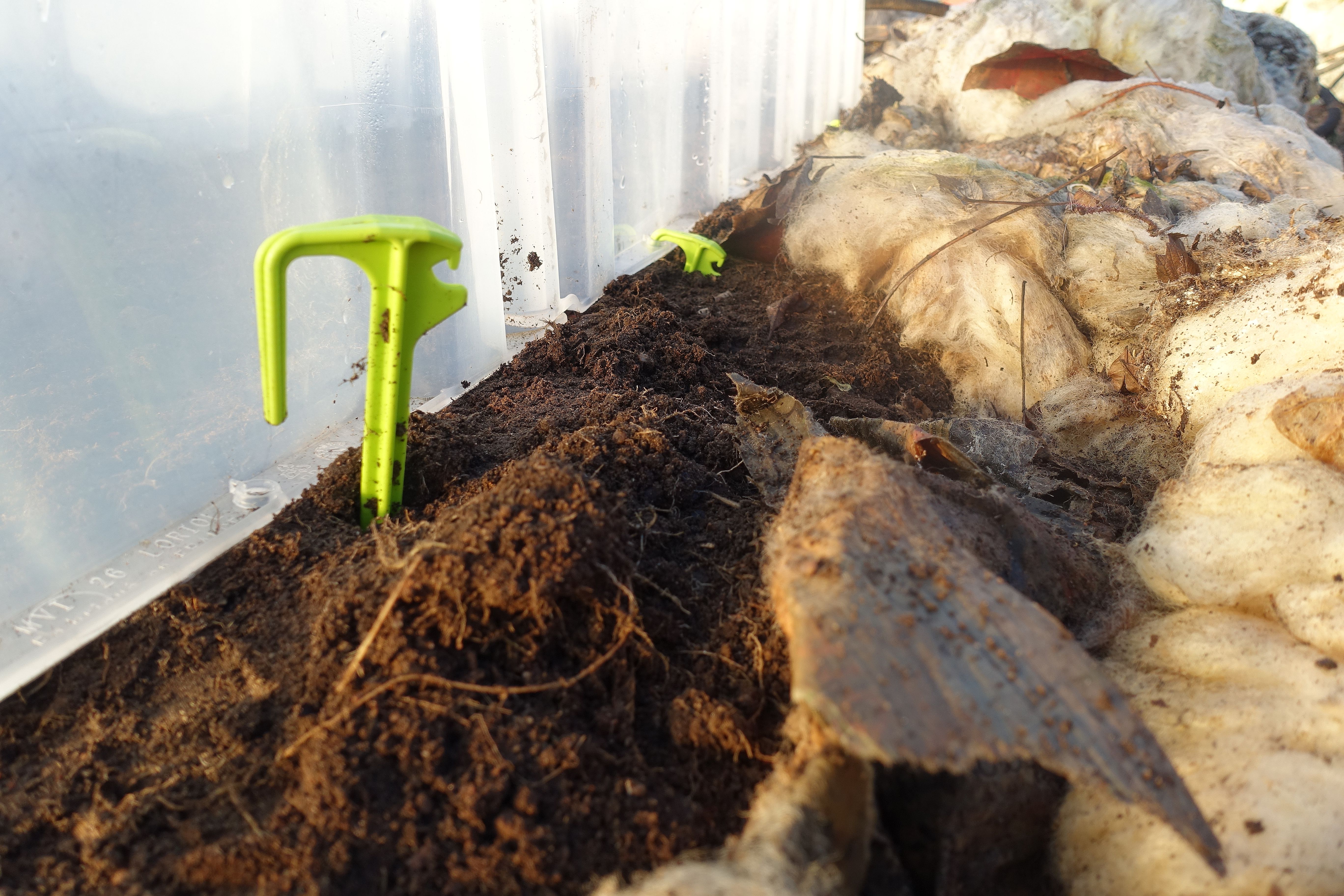 Närbild på små plastspjut nerstuckna i jorden. Sowing spinach, close-up of plastic pieces in the ground. 