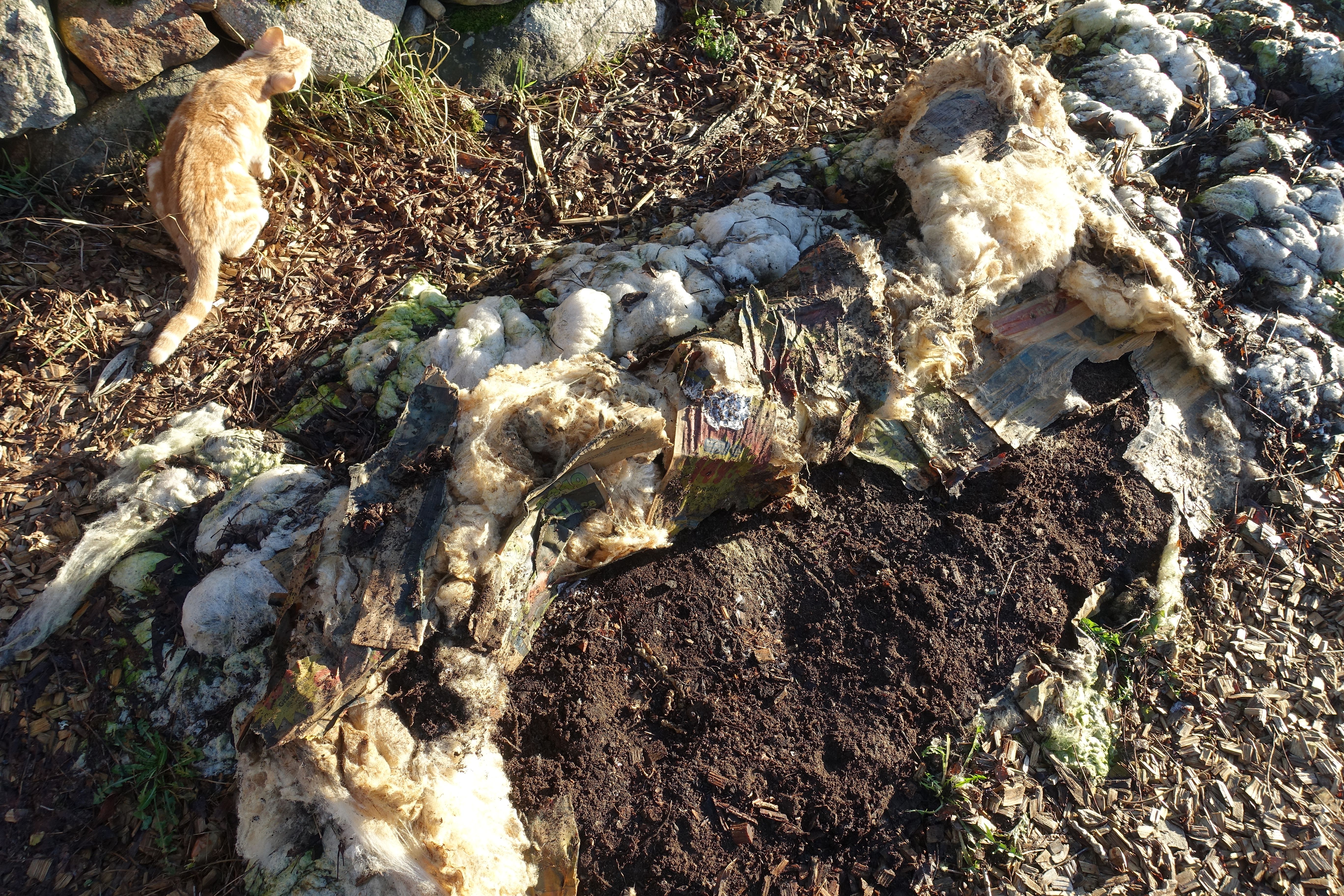 En bädd täckt av ull, där en del av ullen puttats åt sidan och blottar bar jord. Sowing spinach, a bed covered with wool. 