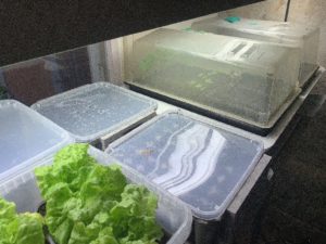 Små minidrivhus av plast under en stark växtbelysning.