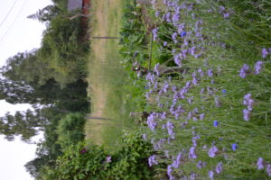 Vacker honungsfacelia framför en kohage.