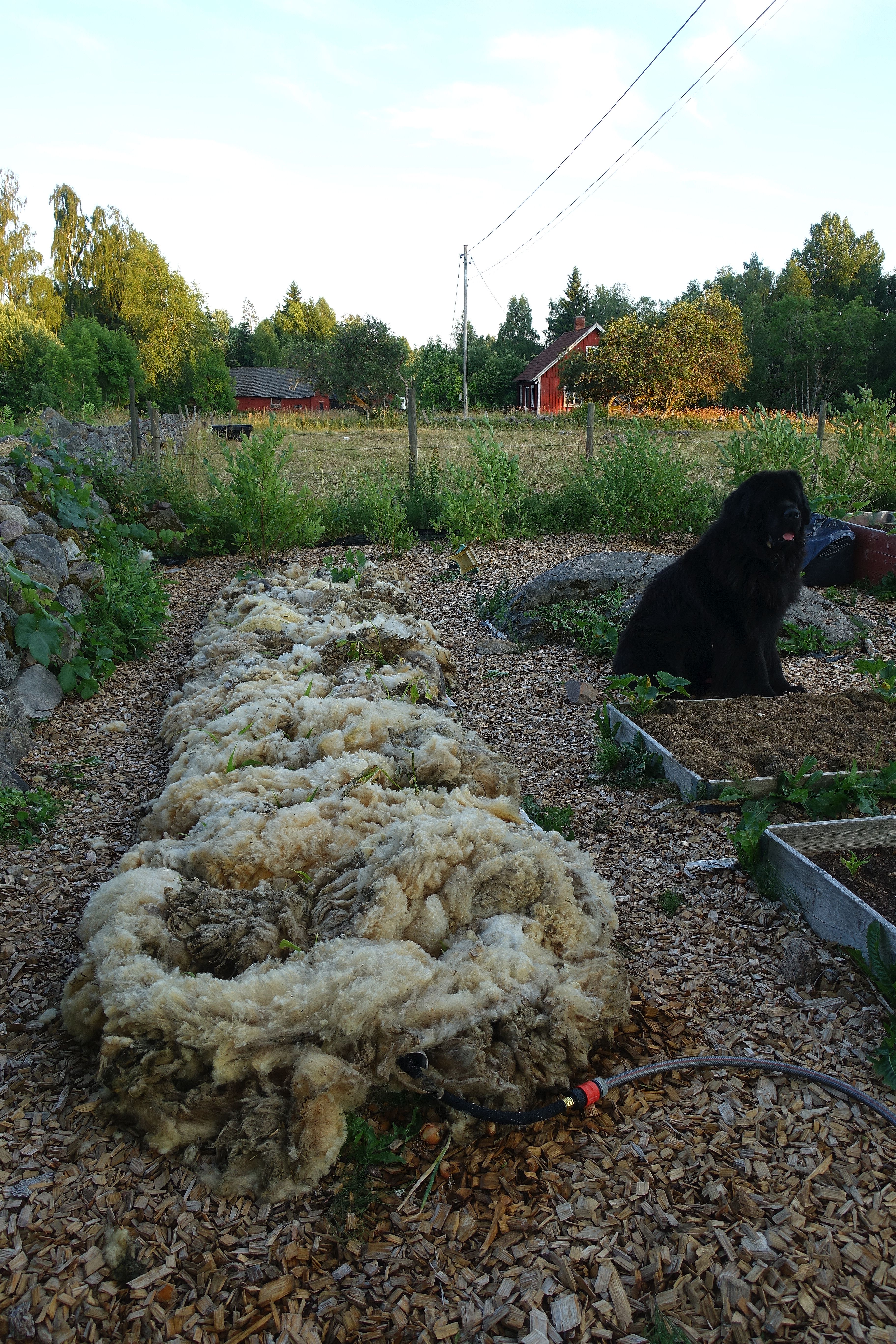 Bild från trädgården med ull ovanpå bädden och en stor svart hund som sitter bredvid. Soaker hose, mulching with wool. 