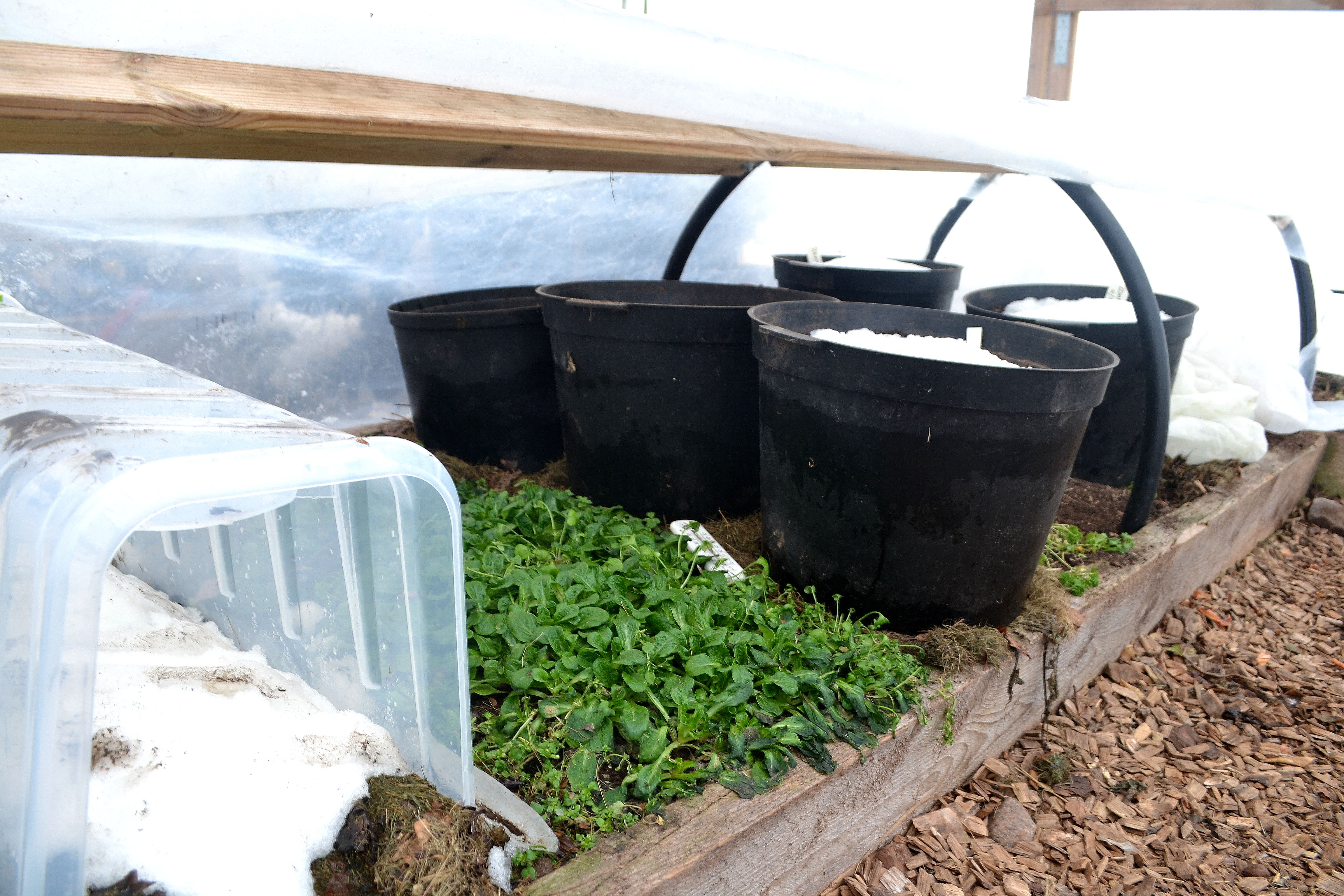 Tunnelväxthuset har öppnats och visar en odlingsyta med små gröna blad och en del krukor med jord. Building a polytunnel. 