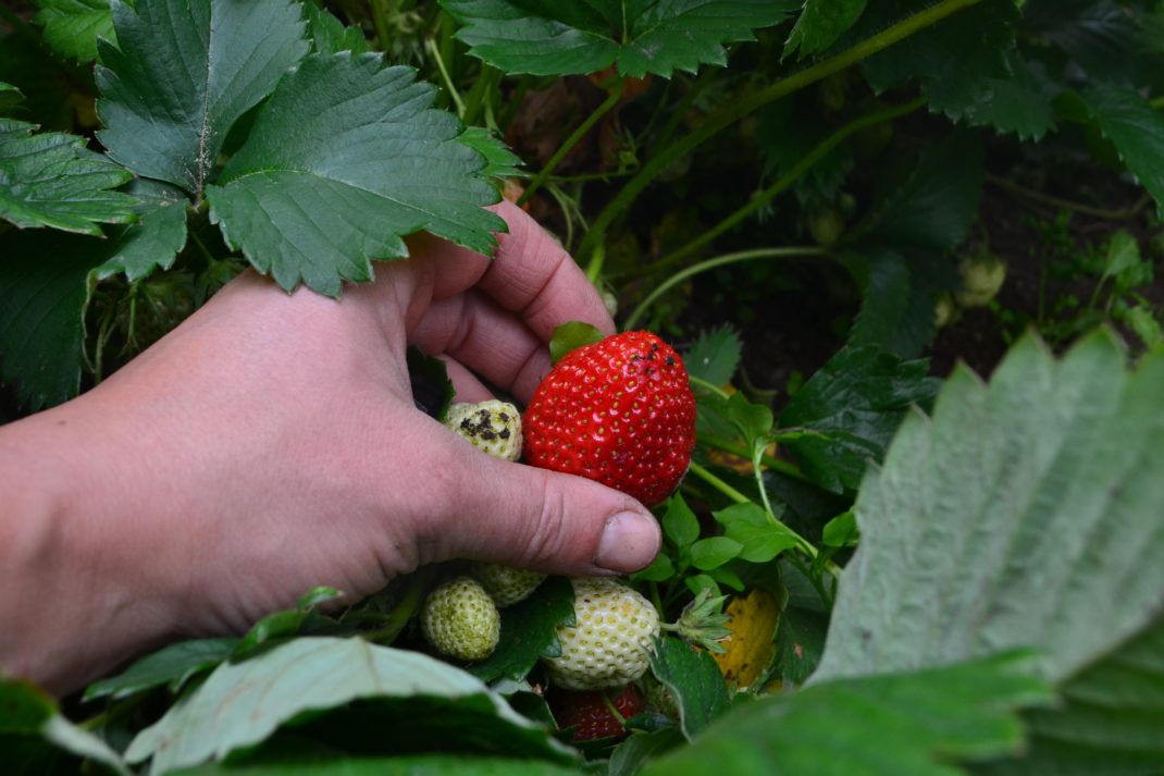 Grow strawberries at home, a hand with a strawberry.