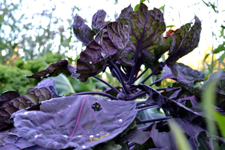 10 Cabbage Varieties And How To Use Them – Sara's Kitchen Garden