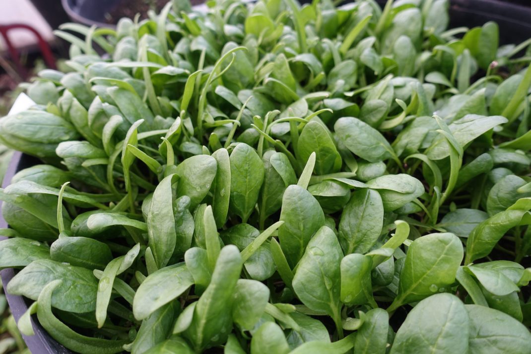 My favorite leaves How to grow baby spinach Sara's Kitchen Garden