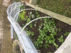 Frodig kål i kålutmaningen!