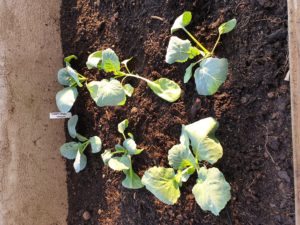 Frodig kål i kålutmaningen!