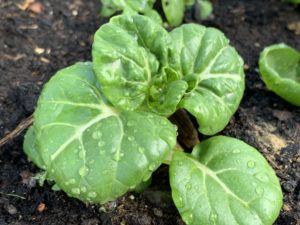 En liten planta i full fokus.