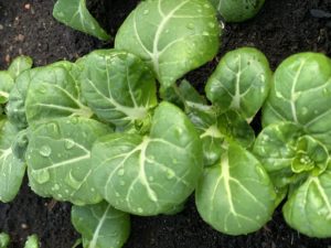 Stående bild på flera små plantor bredvid varandra.