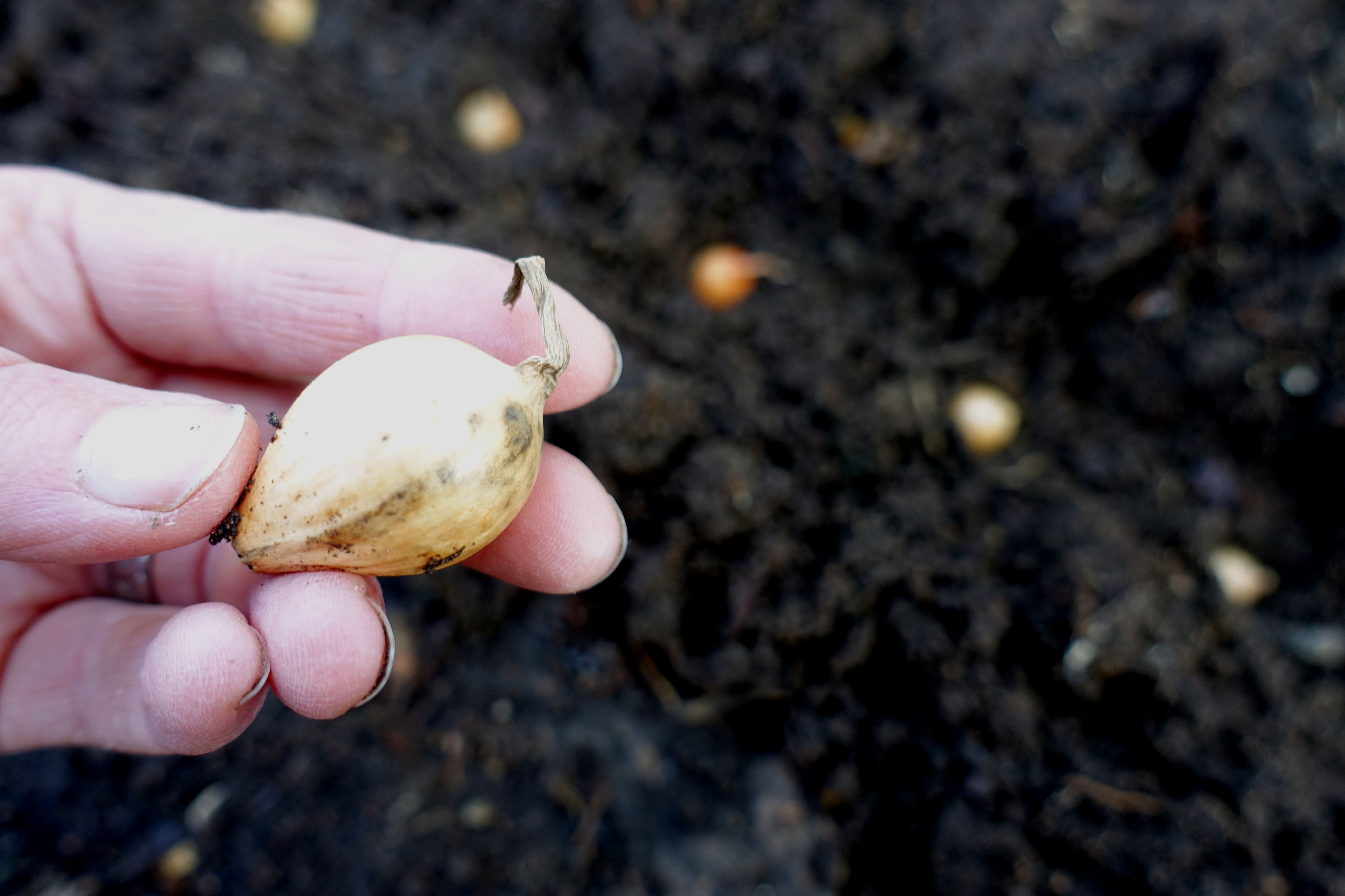 En hand håller en liten lök, stor som en liten valnöt. Early onion, a hand holding an onion. 