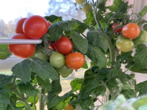 Klasar med små röda tomater på frodiga gröna plantor i fönster.