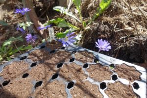 Närbild på så-tråg med jord och lila blommor i bakgrunden.