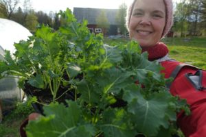 Sara håller ett stort tråg med fina grönkålsplantor framför sig.