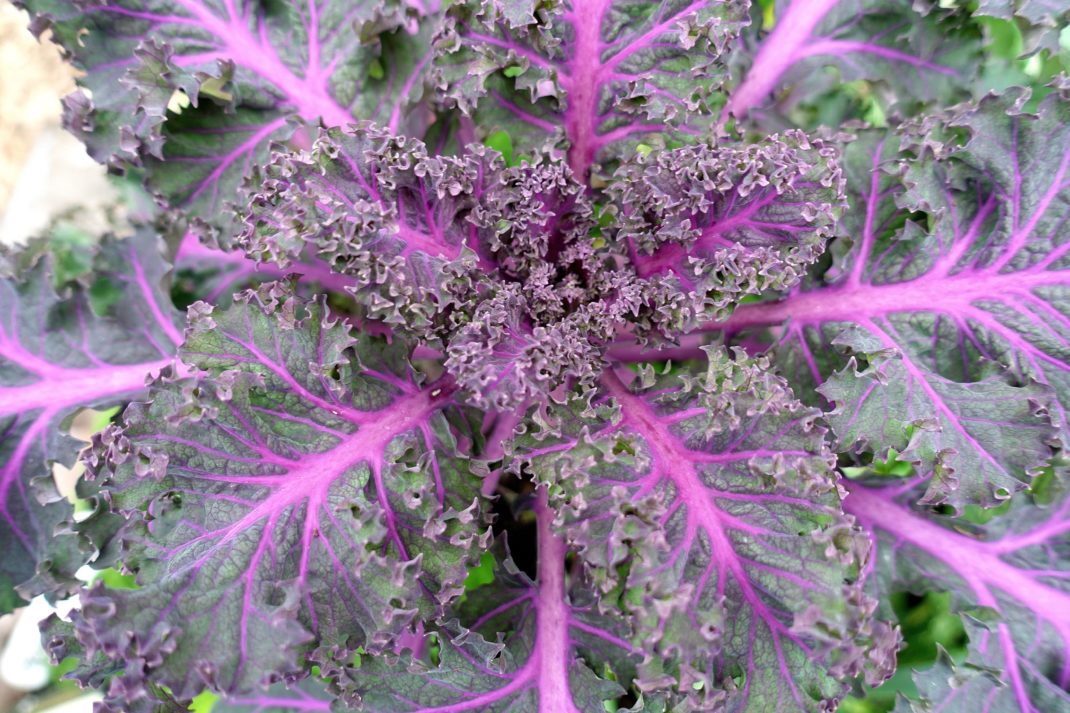 A lovey kale variety in my garden.