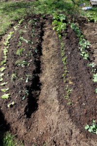 Stående bild på två upphöjda bäddar med en gång i mitten.