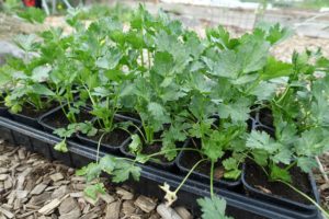 En svart bricka full med fyrkantiga krukor med gröna växter i.