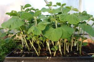 Bild på tråg med bönplantor med ganska lång stjälk.